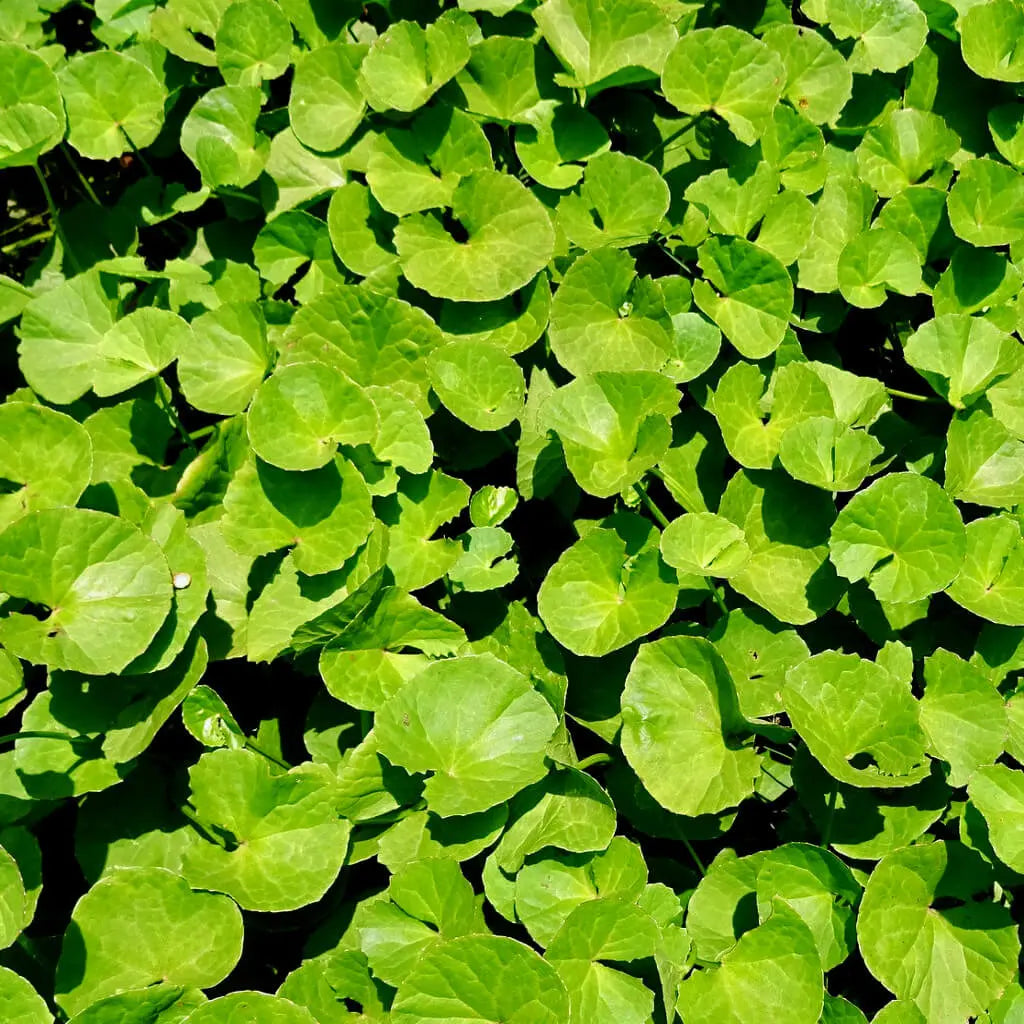 Gotu Kola Organic kapsulas 60 gab. - atmiņas uzlabošanai, pret vēnu varikozi un depresiju