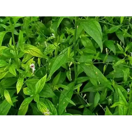 Liv Support kapsulas 60 gab. - Aknu slimību profilaksei