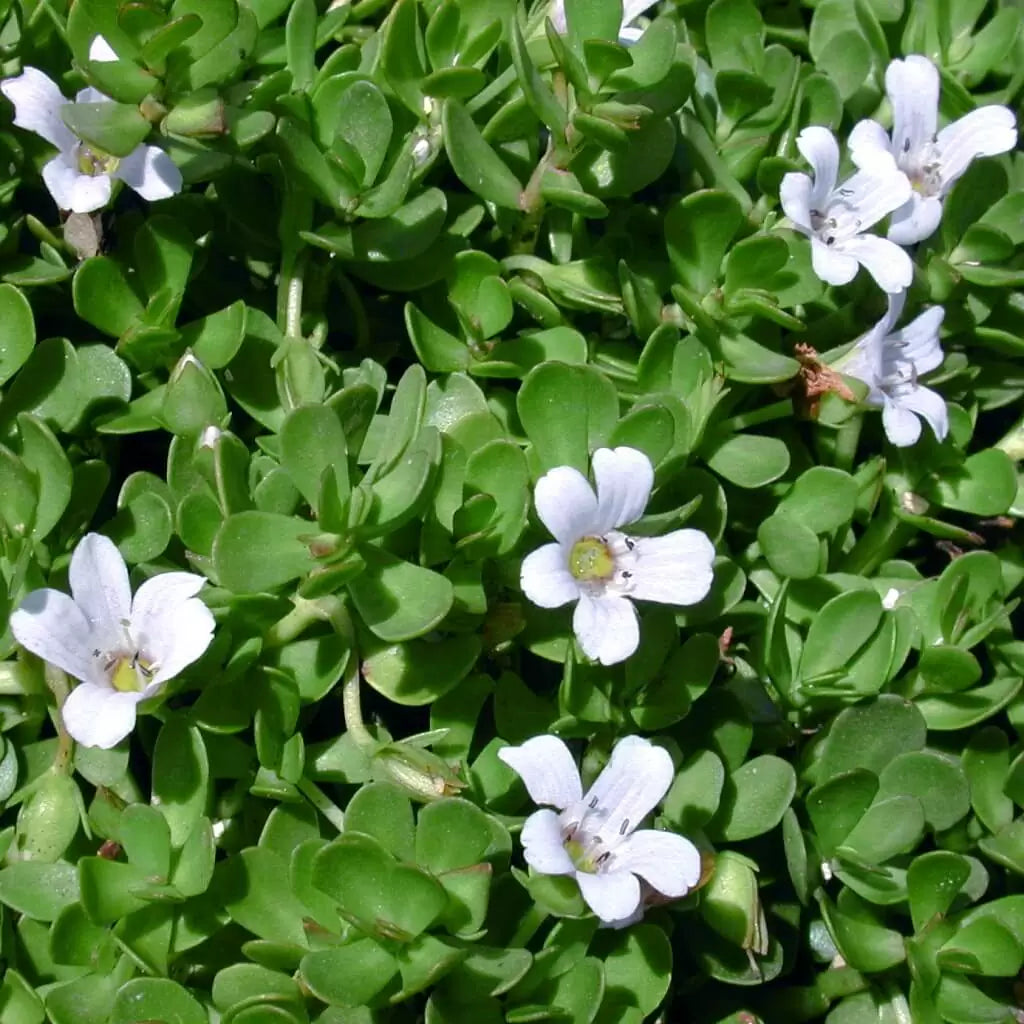 NeuroGin Organic kapsulas 60 gab. - Dabīgais nervu toniks