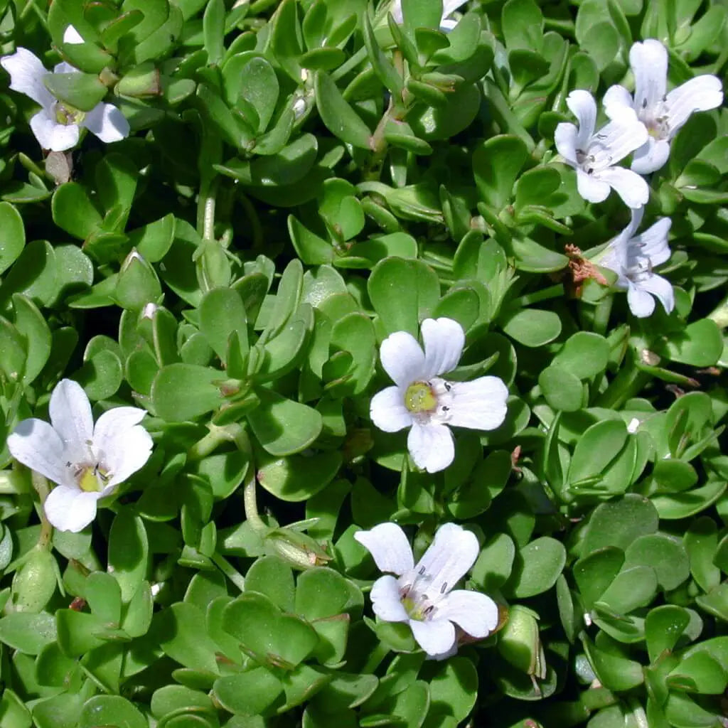 Eve Plus Organic kapsulas 60 gab. - sieviešu vispārējai veselībai