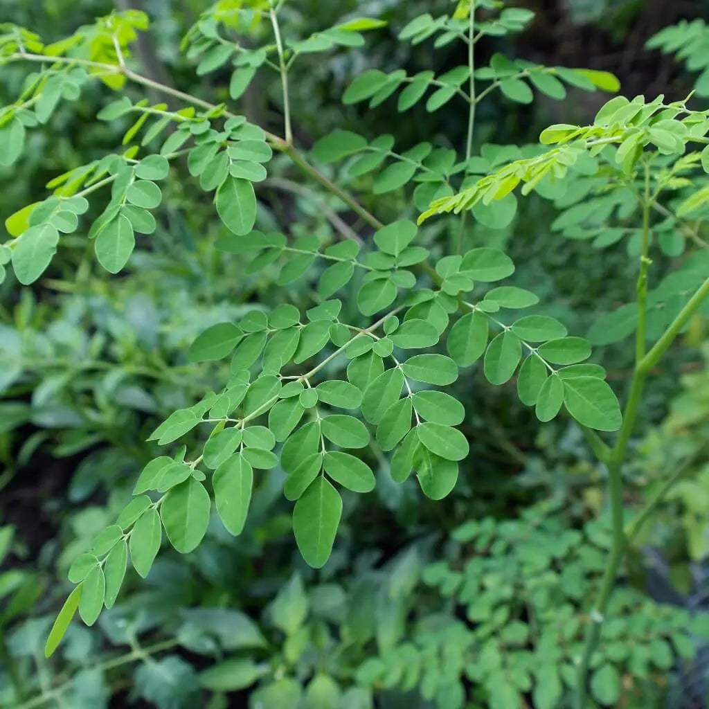 Eve Plus Organic kapsulas 60 gab. - sieviešu vispārējai veselībai