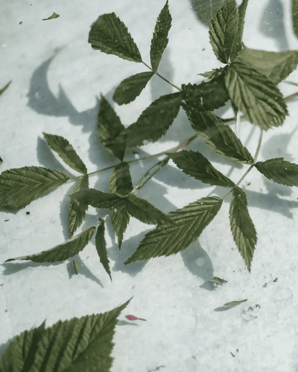 Meža aveņu lapu tēja 25g